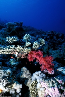 Red Sea