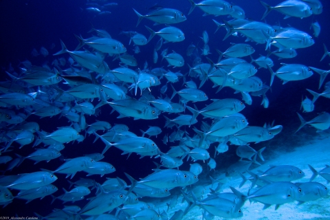 Maldive - Isola di Ellaidhoo - North Ari Atoll - 1996