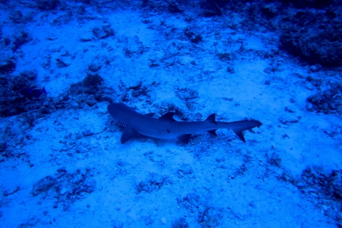 Maldive - Isola di Ellaidhoo - North Ari Atoll - 1996