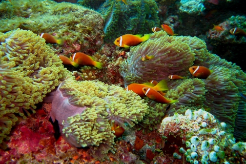 Maldive - Isola di Ellaidhoo - North Ari Atoll - 1996