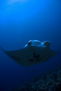 Maldive - Isola di Ellaidhoo - North Ari Atoll - 1996