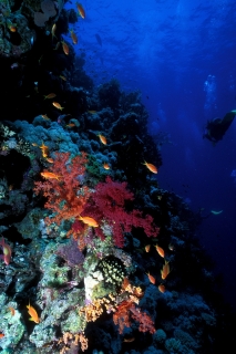 Red Sea